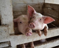 Памятка  населению по профилактике и недопущению  африканской чумы свиней (АЧС)
