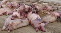 Памятка  населению по профилактике и недопущению  африканской чумы свиней (АЧС)
