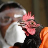 Осторожно: птичий грипп!